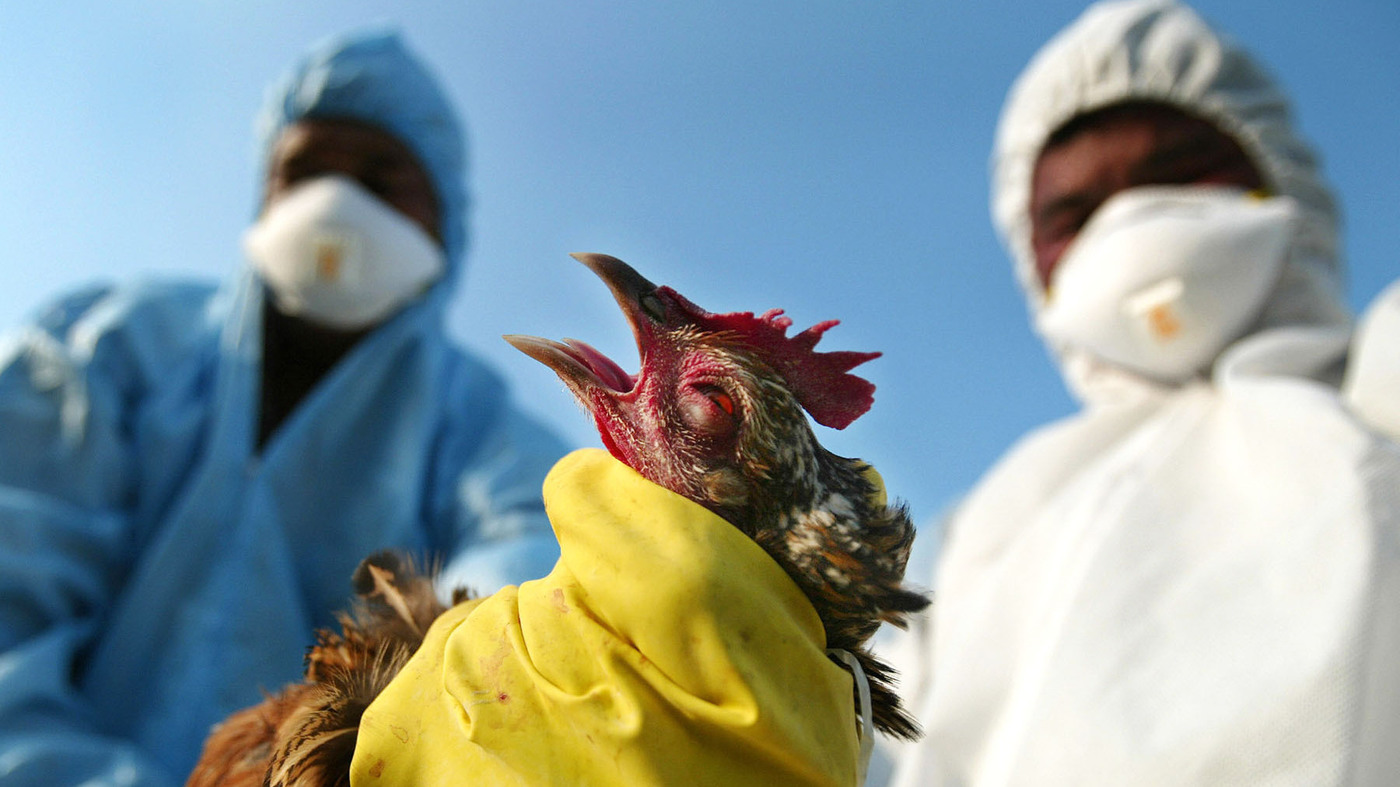 Declaran emergencia sanitaria en Perú por brote del virus H5N1 en aves